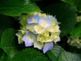 /album/fenykepgaleria/hydrangeas-jpg/